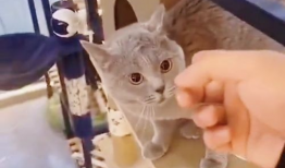 搞笑动物视频,笑到肚子疼！